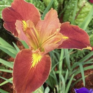 Louisiana Iris 'Fiesta Gal'