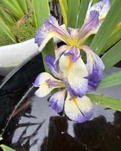 Louisiana Iris 'Finders Keepers'
