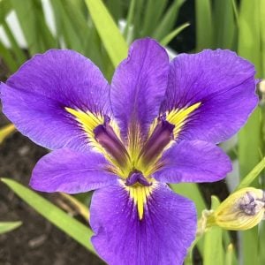 Louisiana Iris 'Geisha Eyes'
