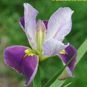 Louisiana Iris 'Glowlight'