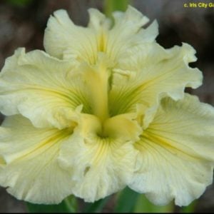 Louisiana Iris 'Jessica Mai'