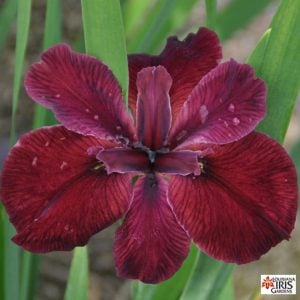 Louisiana Iris 'Kristin Nicholas'
