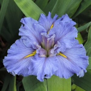 Louisiana Iris 'Lake Jindabyne'