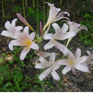 Lycoris Naked Lady Lily
