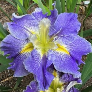 Louisiana Iris 'Lakeland'