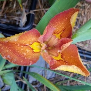 Louisiana Iris 'Little Miss Leighley'