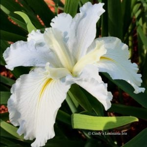Louisiana Iris 'Longue Vue'