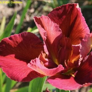 Louisiana Iris 'Melon Party'
