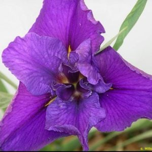 Louisiana Iris 'Miracle at Lourdes'