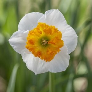 Daffodil Bella Vista