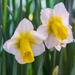 Daffodil Golden Echo