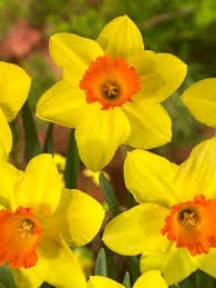 Daffodil Red Devon