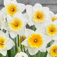 Daffodil Slim Whitman