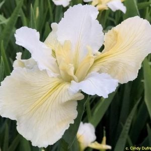 Louisiana Iris 'New Orleans Lady'