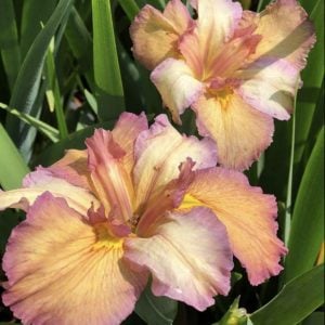 Louisiana Iris 'Our Dorothy'