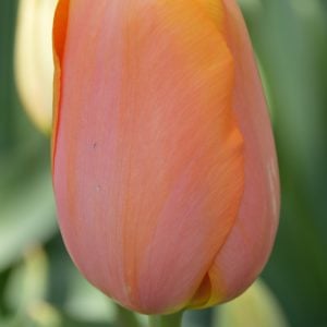 Tulip Menton