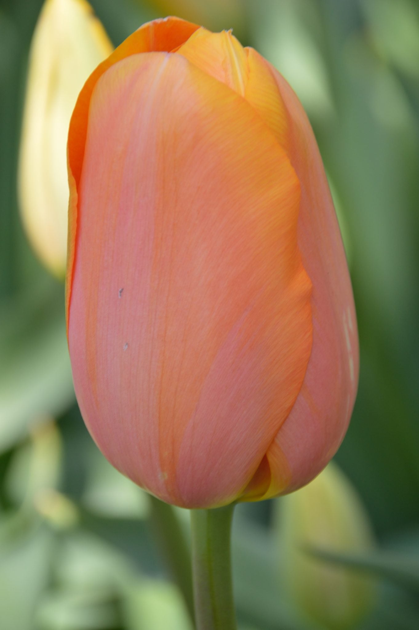 Tulip Menton