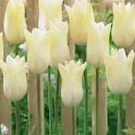 Tulip Sunny Proud