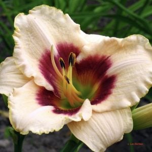 Daylily 'Blueberry Candy'