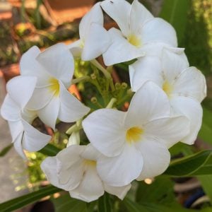 PLUMERIA 'Bridal Bouquet'