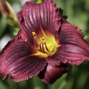 Daylily 'Chocolate Candy'