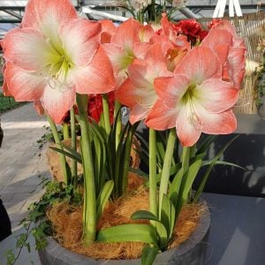 Amaryllis King Star