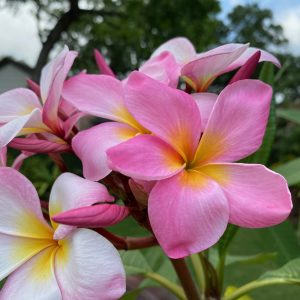 PLUMERIA 'Laredo Princess'