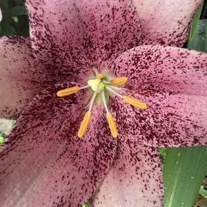 LxA Hybrid Lily "American Sweetheart"