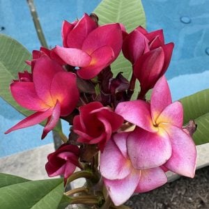 PLUMERIA 'Ngam Prom'