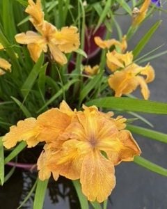 Louisiana Iris 'N'Orleans Flambeaux'