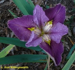 Louisiana Iris 'Our Friend Dick'