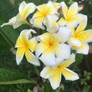 PLUMERIA 'Lemon Drop'