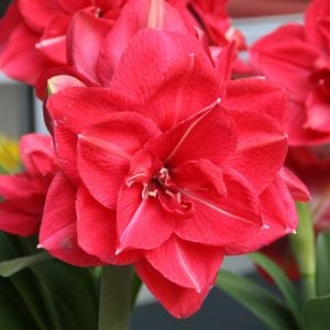 Amaryllis Pink Symphony