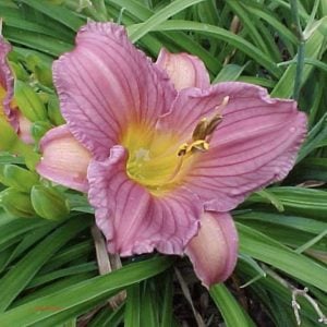 Daylily 'Purple D'Oro'