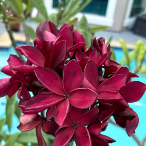 PLUMERIA 'Purple Hilo'