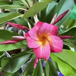 PLUMERIA 'Raspberry Sundae'