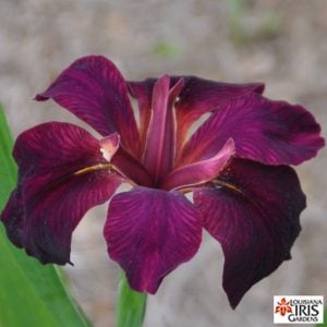 Louisiana Iris 'Royal Velour'