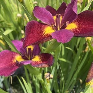 Louisiana Iris 'Rusty O'