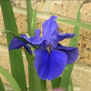 Louisiana Iris 'Sea Knight'