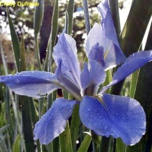 Louisiana Iris 'Sea Wisp'