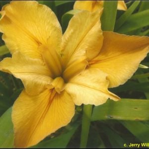 Louisiana Iris 'Sheley Sue'