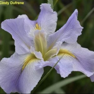 Louisiana Iris 'Silver Run Creek'