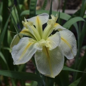 Louisiana Iris 'Starlight Starbright'