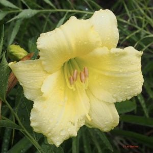 Daylily 'Stella Supreme'