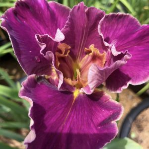 Louisiana Iris 'Stylish Socialite'
