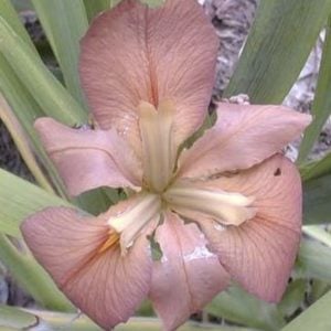 Louisiana Iris 'Tahlequah'