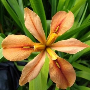 Louisiana Iris 'Tarnished Brass'