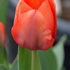 Tulip Orange Pride