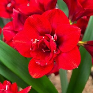Amaryllis Velvet Nymph