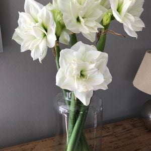 Amaryllis White Symphony
